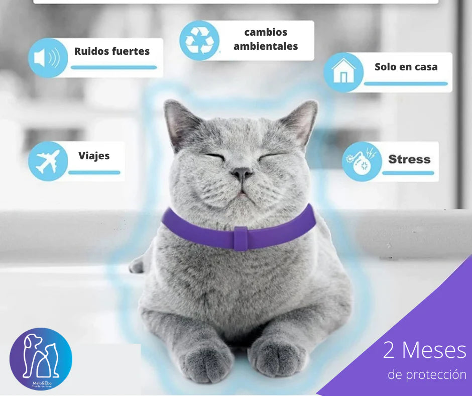 Collar de feromonas para gatos | calma ansiedad y estrés