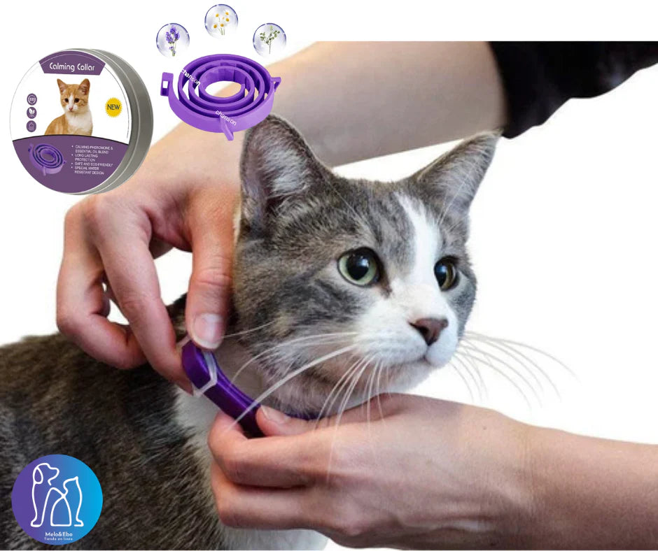 Collar de feromonas para gatos | calma ansiedad y estrés